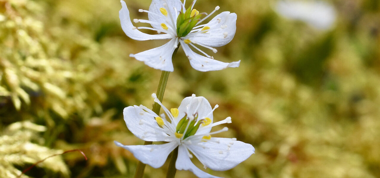 バイカオウレン