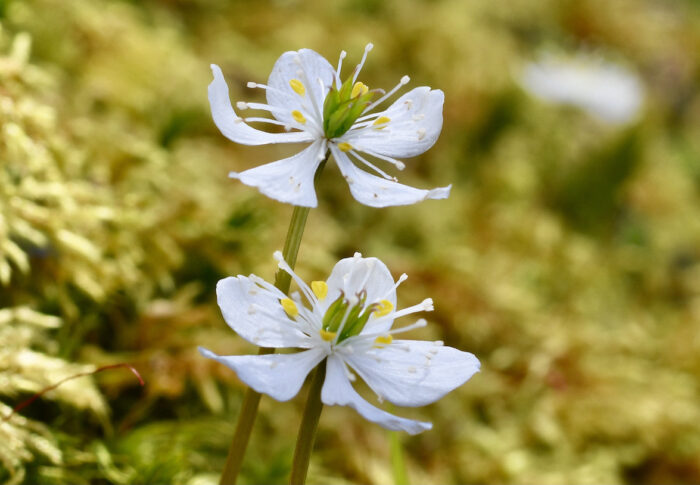 バイカオウレン