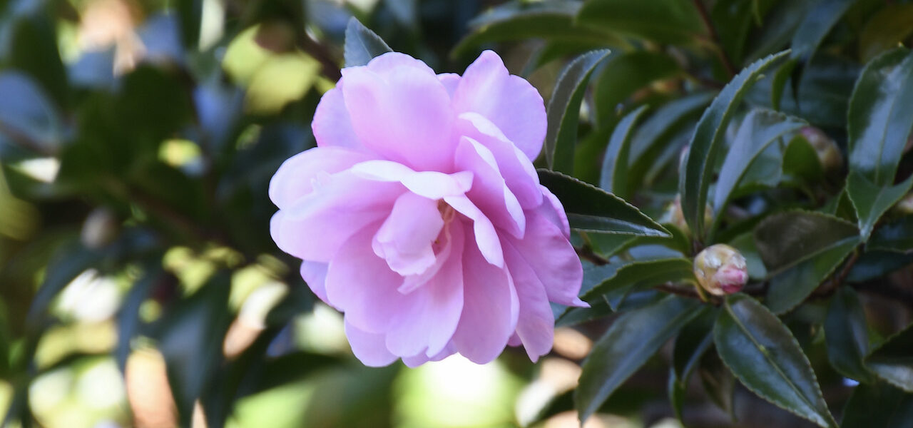 オトメサザンカ