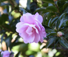 オトメサザンカ