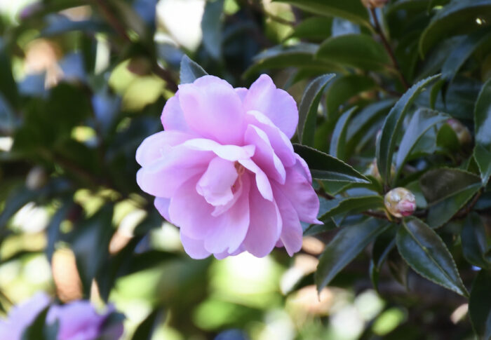 オトメサザンカ