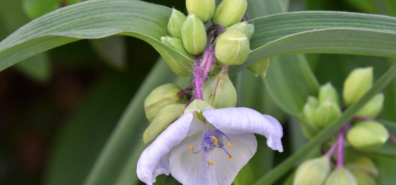 ムラサキツユクサ