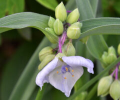ムラサキツユクサ
