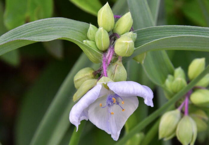 ムラサキツユクサ